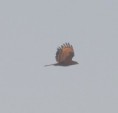 /album/photo-gallery-photogallery/honey-buzzard-laguna-de-fuenta-de-piedra-jpg/